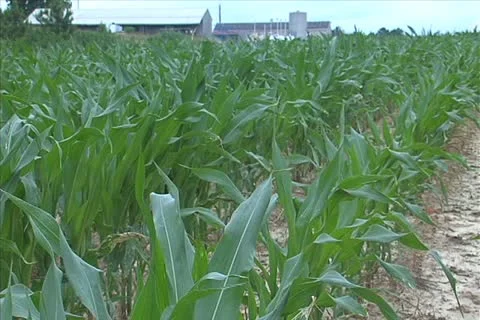 Corn field pan Stock Footage 11351222