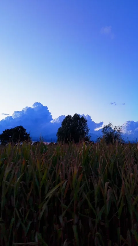 Corn field pan with sunset clouds Vidéo 343900667