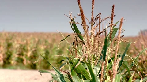 Corn field with pano movement. 動画素材 8773950