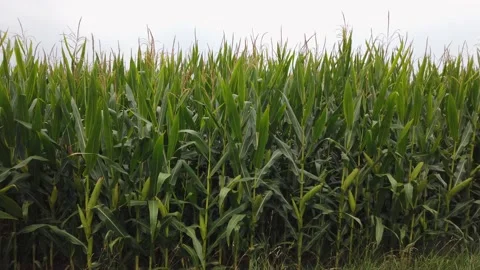 Corn field, pano shooting Stock Footage 202162490