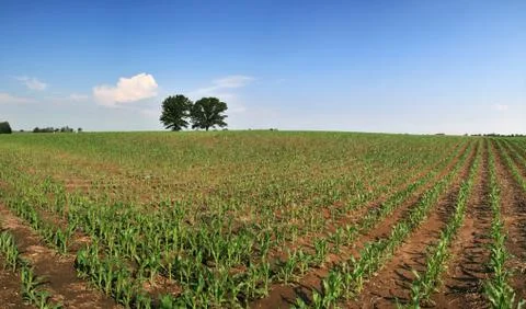 Corn field panorama Stock Photos