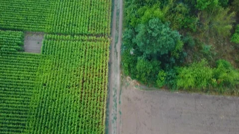 Corn field with path and trees Stock-Footage 202204531