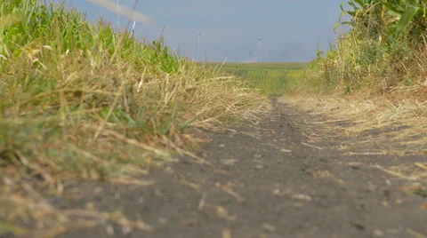 Corn field path Video stock 27830874