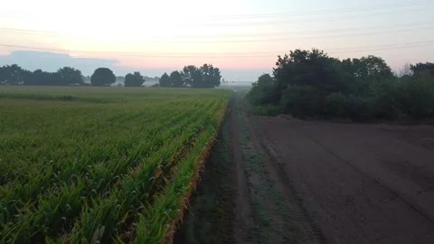 Corn field path Stock-Footage 202204524