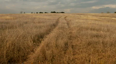 Corn Field Path Walk Stock Footage 545895