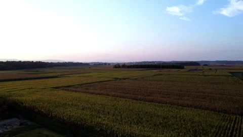 Corn Field at Peak Summer Sunset Stock Footage 315164177