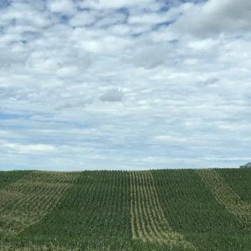 Corn Field with Perfect Lines 库存照片