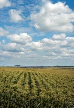 Corn field in period of development, sky with clouds Stock Photos