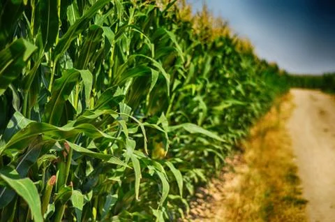 Corn field. Perspective shot Foto stock