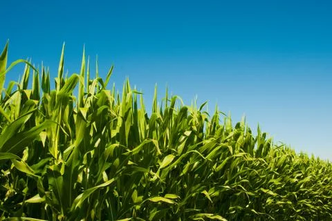 Corn field Fotos de archivo