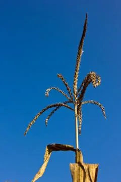 Corn field Stock Photos