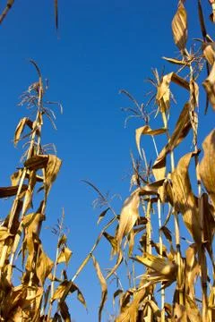 Corn field Stock Photos