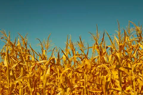 Corn field Stock Photos