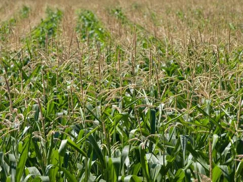 Corn field Fotos Stock