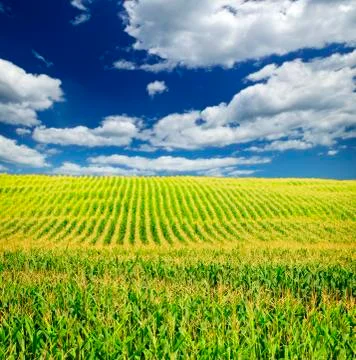 Corn field Stock Photos