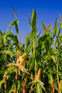 Corn field Stock Photos