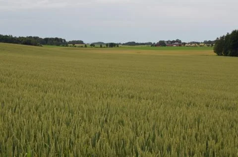 Corn field Fotos Stock