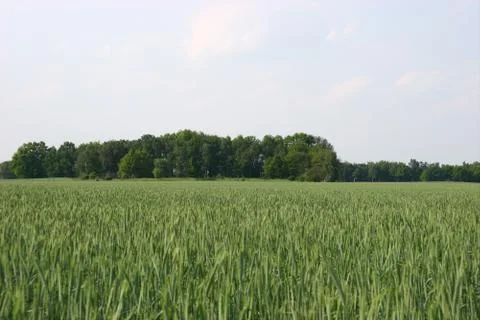 Corn field Stock Photos