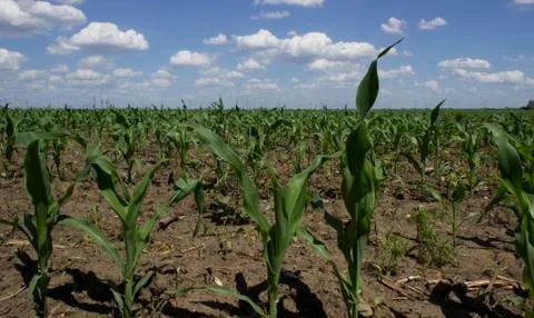 Corn field Stock-Fotos