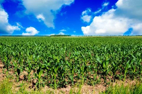 Corn field Stock Photos