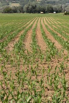 Corn field Stock Photos