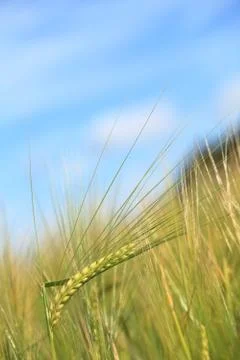 Corn field Stock Photos