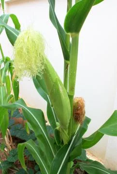 Corn field Stock Photos