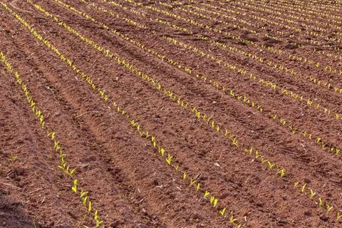 Corn field Stock Photos
