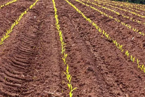 Corn field Stock Photos