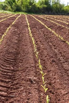 Corn field Stock Photos
