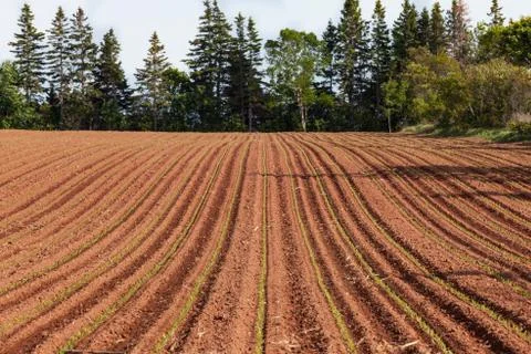 Corn field Stock Photos