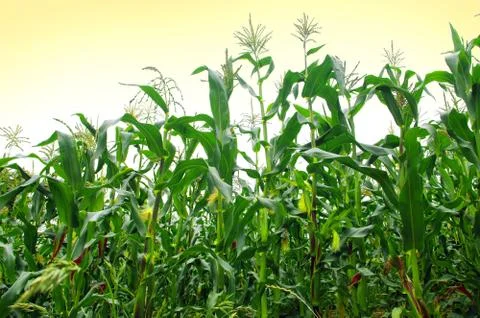 Corn field Stock Photos