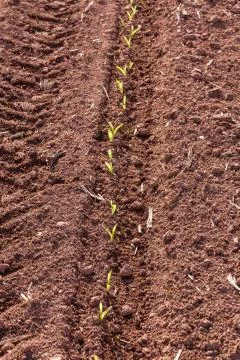 Corn field Stock Photos