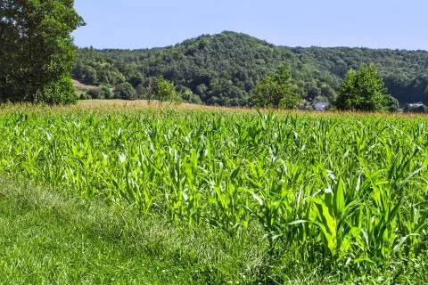 Corn field Stock Photos