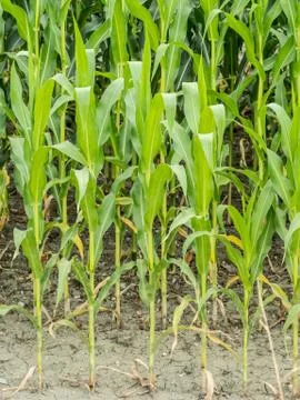 Corn field Stock Photos