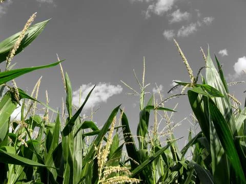 Corn field Stock Photos