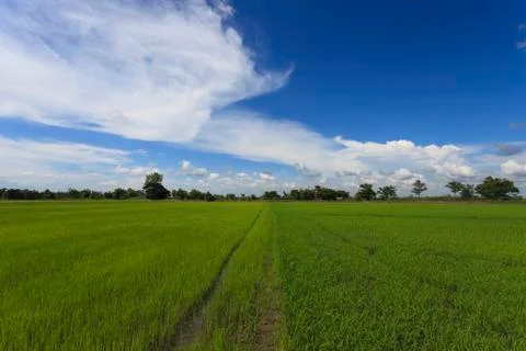 Corn field Stock Photos