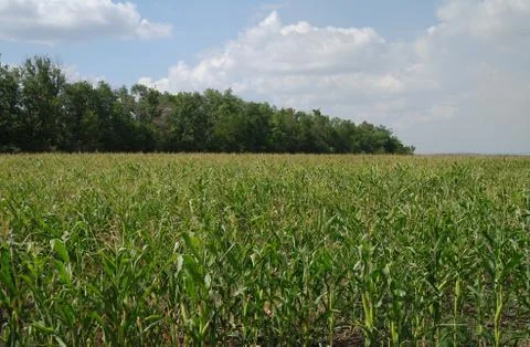 Corn field Stock Photos