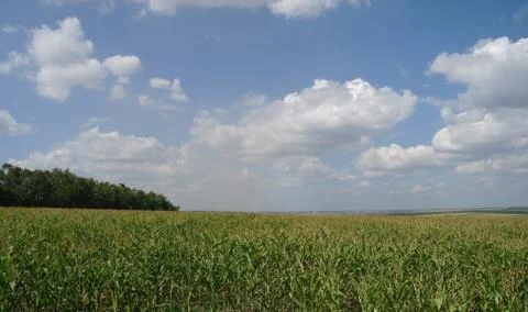 Corn field Stock Photos