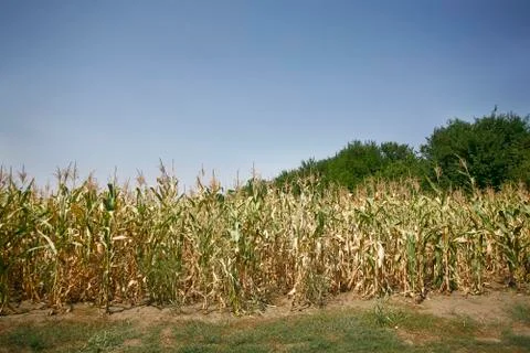 Corn field Stock Photos