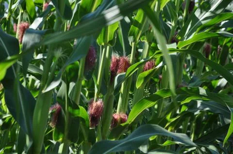 Corn field Stock Photos