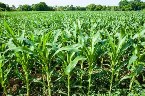 Corn field Stock Photos