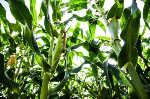 Corn field Stock Photos