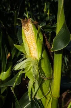 Corn field Stock Photos