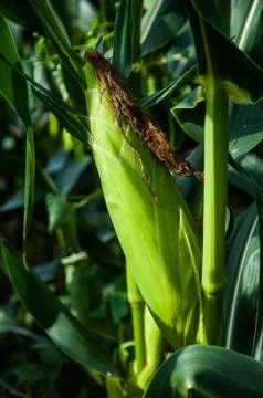 Corn field Stock Photos