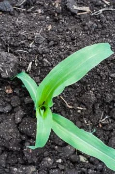 Corn field Stock Photos