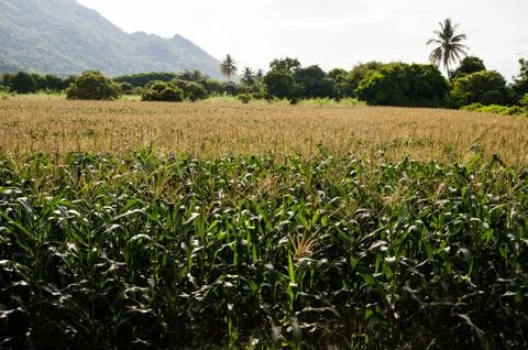 Corn field Stock Photos