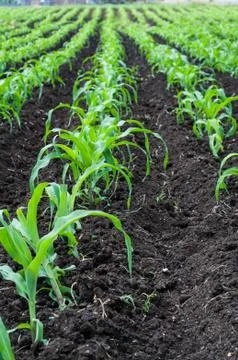 Corn field Stock Photos