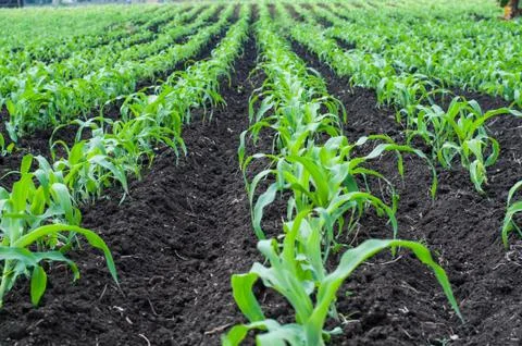 Corn field Stock Photos