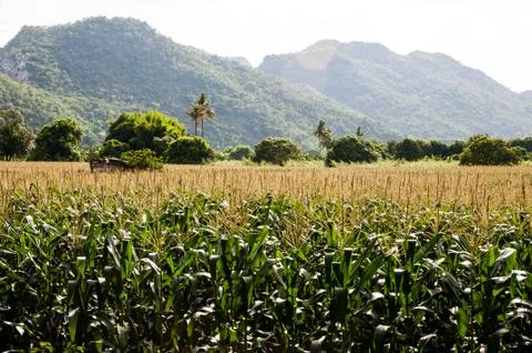 Corn field Stock Photos